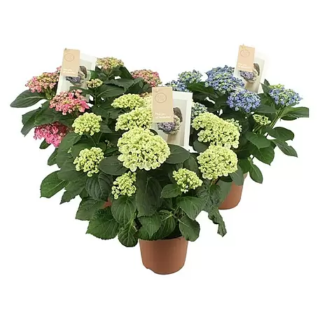 Piardino  Hortensie Indoor