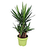 Piardino Palmlilie (Yucca elephantipes, Topfgröße: 24 cm) | BAUHAUS