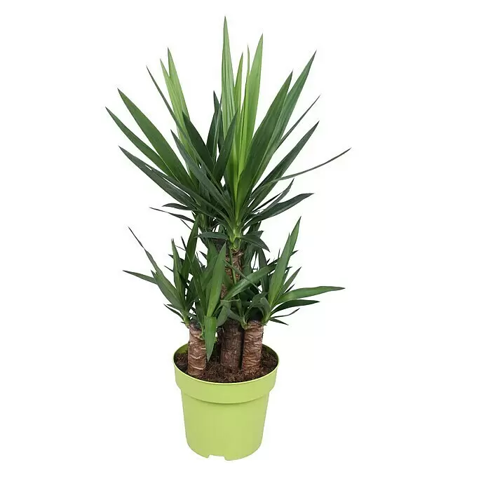Piardino PalmlilieYucca elephantipes, Topfgröße: 24 cm