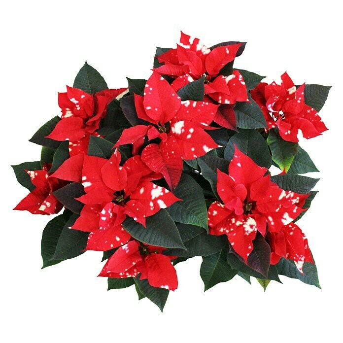 Piardino Weihnachtsstern (Euphorbia pulcherrima 'Sky Fantasy'®, Topfgröße: 17 cm, Rot/Weiß) | BAUHAUS