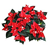 Piardino Weihnachtsstern (Euphorbia pulcherrima 'Sky Fantasy'®, Topfgröße: 17 cm, Rot/Weiß) | BAUHAUS