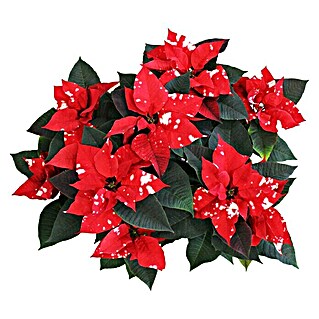 Piardino Weihnachtsstern (Euphorbia pulcherrima 'Sky Fantasy'®, Topfgröße: 17 cm, Rot/Weiß)