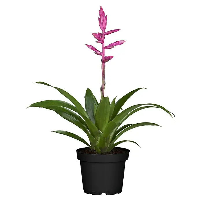 Piardino Tillandsie - Tillandsia wagneriana, Rosa - Die Bromelie Guzmania 'Joyce', eine tropische Zimmerpflanze mit leuchtend pinkfarbenem Blütenstand, ist in einem schlichten schwarzen Topf platziert.