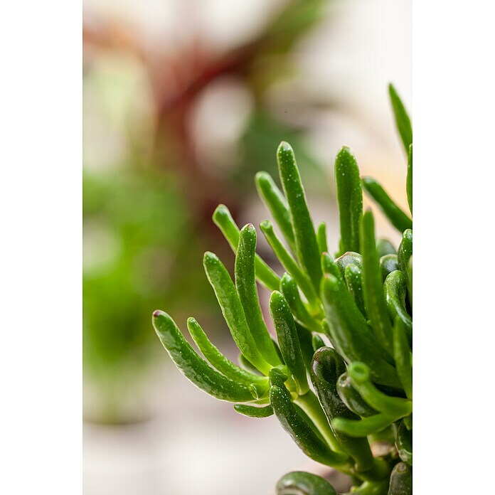 Piardino Mäuseschwanz (Crassula muscosa) | BAUHAUS