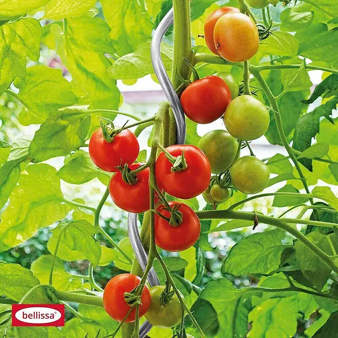 Bellissa Tomatenspirale - Ø x L: 0,7 x 150 cm, Stahl, Silber - Bild von Tomatenpflanzen, die an einer spiralförmigen Bellissa-Stützstruktur wachsen. Die Tomaten reichen von grün bis rot.