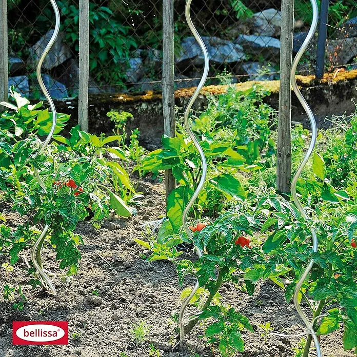 Bellissa Tomatenspirale - Ø x L: 0,7 x 150 cm, Stahl, Silber - Tomatenpflanzen im Garten, unterstützt durch silberne Rankhilfen. Die Bellissa Rankhilfen bieten Halt und fördern gesundes Wachstum.