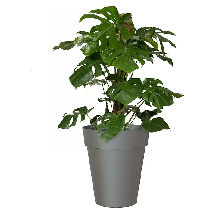 Artevasi Capri Pflanztopf - Außenmaß (Ø x H): 40 x 46,3 cm, Kunststoff, Anthrazit - Monstera deliciosa Zimmerpflanze in einem grauen Topf mit einem Moosstab, die eine üppige und grüne Atmosphäre schafft.