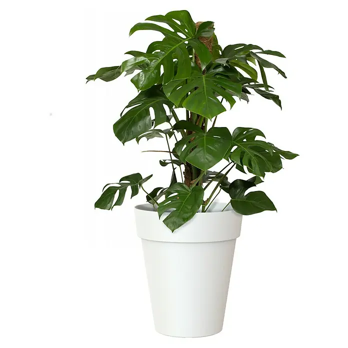 Artevasi Capri Pflanztopf - Außenmaß (Ø x H): 40 x 46,3 cm, Kunststoff, Weiß - Elegante Monstera Deliciosa Zimmerpflanze in einem weißen Topf. Ideal zur Dekoration von Wohnräumen und Büros.