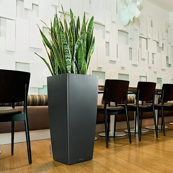 Lechuza Pflanzsäule eckig Cubico Premium - Außenmaß (L x B x H): 39,5 x 39,5 x 75,5 cm, Kunststoff, Anthrazit Metallic - Anthrazitfarbener, rechteckiger Bodenpflanzkübel mit lebhafter Bogenhanf, schmückt ein modernes Restaurantinterieur.