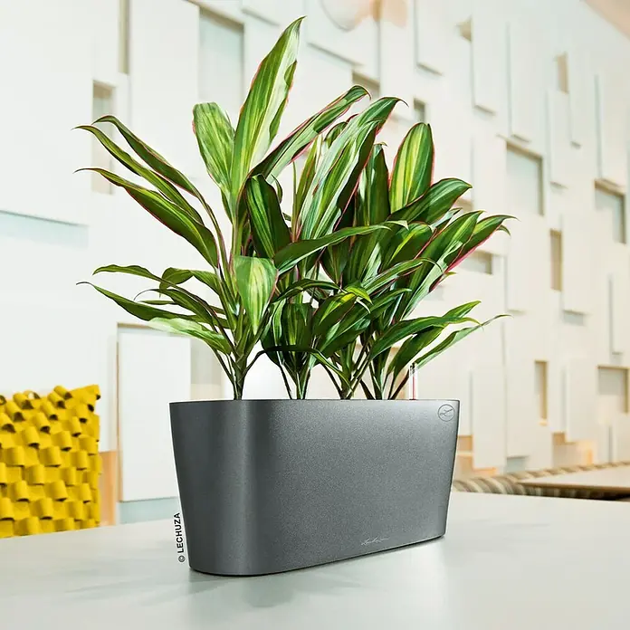 Lechuza Pflanzkasten Delta - Außenmaß (L x B x H): 40 x 15 x 18 cm, Kunststoff, Anthrazit metallic - Zimmerpflanze in einem anthrazitfarbenen Lechuza Pflanzgefäß auf einem Tisch.