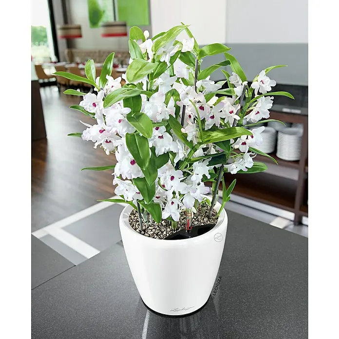 Lechuza Classico Pflanztopf Premium LS - Außenmaß (Ø x H): 28,5 x 26 cm, Kunststoff, Weiß Hochglanz - Elegante weiße Orchidee in einem stilvollen Lechuza-Pflanzgefäß, perfekt für die moderne Inneneinrichtung. Ideal als dekoratives Element im Wohnraum.