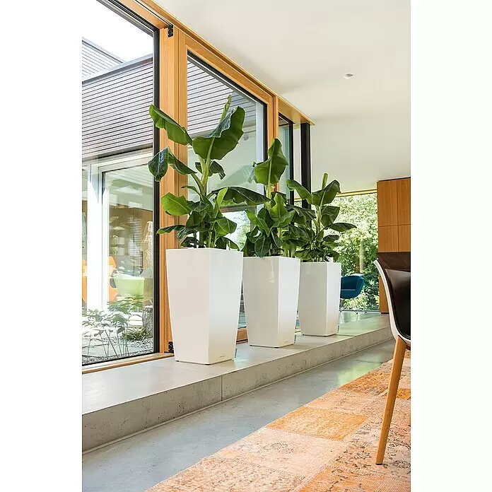 Lechuza Pflanzsäule eckig Cubico Premium - Außenmaß (L x B x H): 39,5 x 39,5 x 75,5 cm, Kunststoff, Weiß, Hochglänzend - Drei glänzende weiße Pflanzgefäße mit großen grünen Pflanzen auf einem Betonsims neben großen Fenstern im Innenbereich.