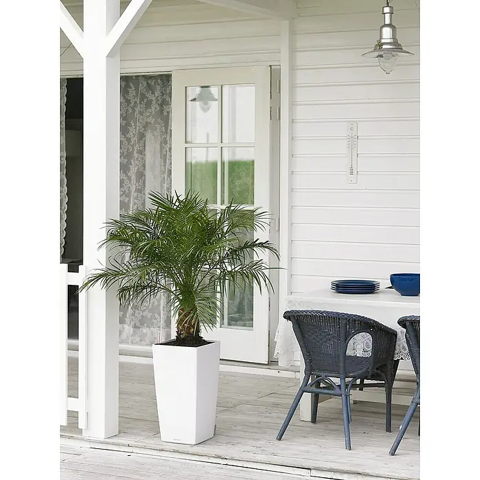 Lechuza Pflanzsäule eckig Cubico Premium - Außenmaß (L x B x H): 29,5 x 29,5 x 56,5 cm, Kunststoff, Weiß, Hochglänzend - Ein stilvoller, hoher, weißer LECHUZA-Pflanzkübel mit einer grünen Zimmerpflanze darauf, der eine elegante Note in jeden Raum bringt.