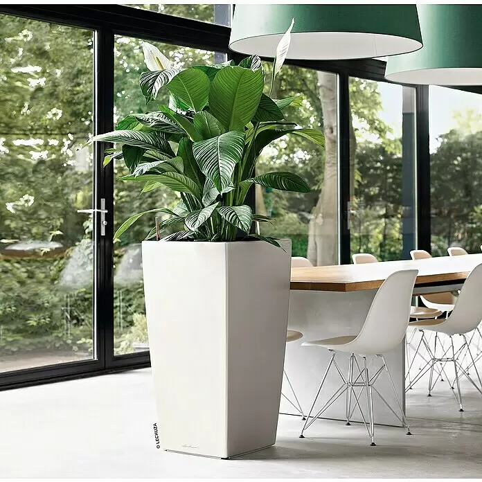 Lechuza Pflanzsäule eckig Cubico Premium - Außenmaß (L x B x H): 29,5 x 29,5 x 56,5 cm, Kunststoff, Weiß, Hochglänzend - Stimmungsaufnahme