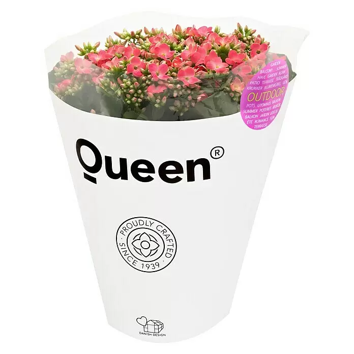 Piardino Flammendes Käthchen - Kalanchoe blossfeldiana 'Outdoor', Topfgröße: 23 cm, Farbe je nach Sorte - Diagonale Ansicht