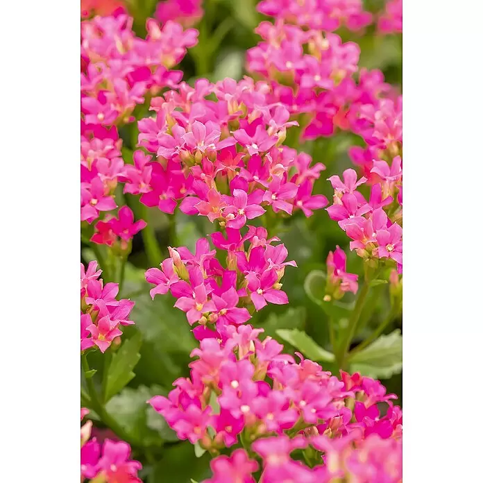 Piardino Flammendes Käthchen - Kalanchoe blossfeldiana 'Outdoor', Topfgröße: 23 cm, Farbe je nach Sorte - Detailaufnahme