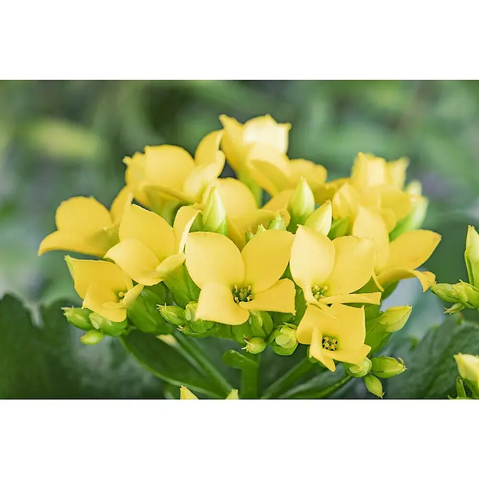 Piardino Flammendes KäthchenKalanchoe blossfeldiana 'Outdoor', Topfgröße: 23 cm, Farbe je nach Sorte - Nahaufnahme eines Haufens gelber Kalanchoe-Blüten mit grünen Knospen und Blättern im Hintergrund, die die zarte Schönheit dieser Sukkulente hervorheben.
