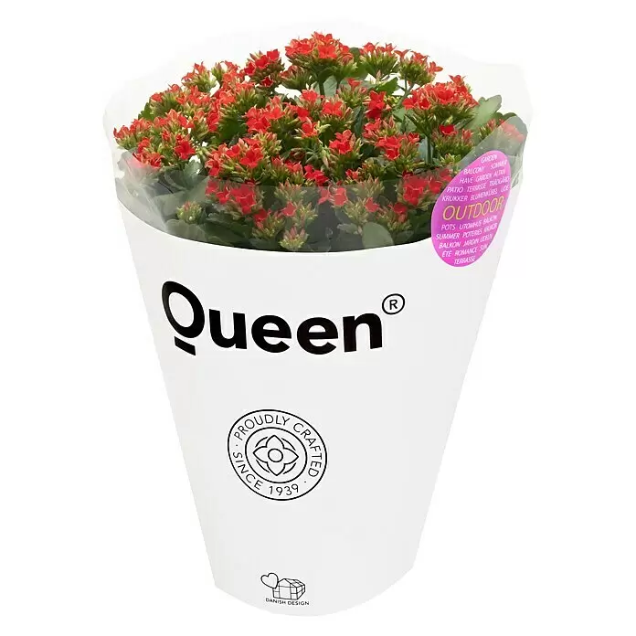 Piardino Flammendes Käthchen - Kalanchoe blossfeldiana 'Outdoor', Topfgröße: 23 cm, Farbe je nach Sorte - Diagonale Ansicht