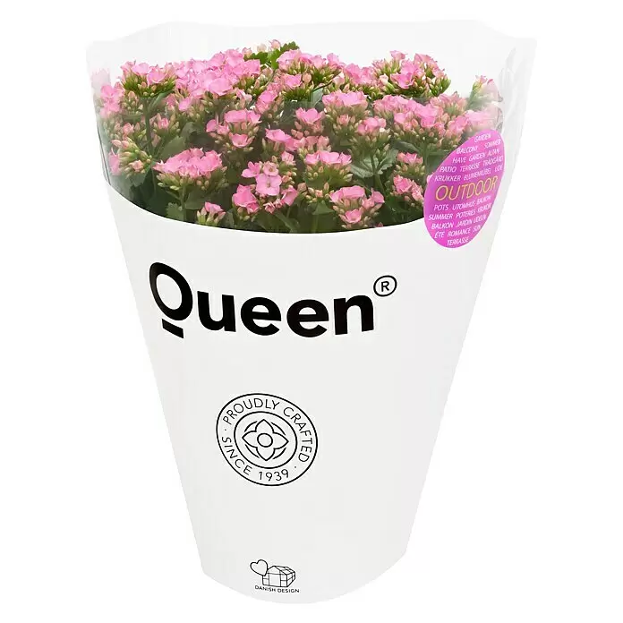 Piardino Flammendes Käthchen - Kalanchoe blossfeldiana 'Outdoor', Topfgröße: 23 cm, Farbe je nach Sorte - Diagonale Ansicht