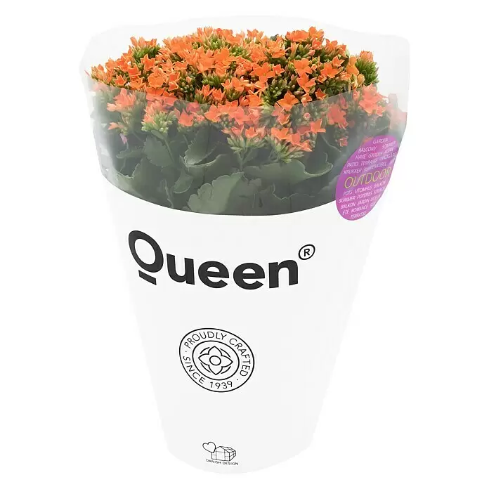 Piardino Flammendes Käthchen - Kalanchoe blossfeldiana 'Outdoor', Topfgröße: 23 cm, Farbe je nach Sorte - Diagonale Ansicht
