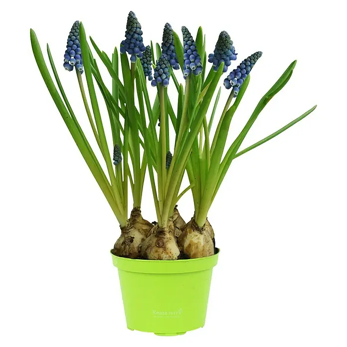 Piardino Frühlingsblumenzwiebeln Traubenhyazinthe - Muscari armeniacum, 9 cm - Topfansicht einer blühenden blauen Traubenhyazinthe in einem grünen Topf, die eine einfache, aber lebendige Dekoration bietet.