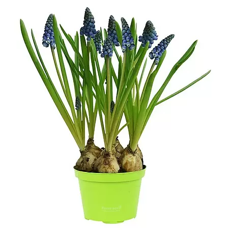 Piardino  Frühlingsblumenzwiebeln Traubenhyazinthe