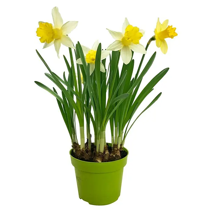 Piardino Frühlingsblumenzwiebeln Narzisse - Narcissus pseudonarcissus - Gelbe Narzissen in einem hellgrünen Topf auf schwarzem Hintergrund. Die Narzissen haben eine strahlende gelbe Mitte und weiße Blütenblätter.