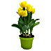 Piardino Frühlingsblumenzwiebeln 'Yellow Baby' 