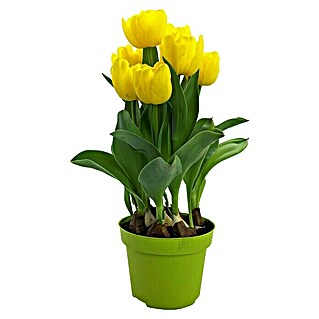 Piardino Frühlingsblumenzwiebeln 'Yellow Baby' (Tulipia 'Yellow Baby')