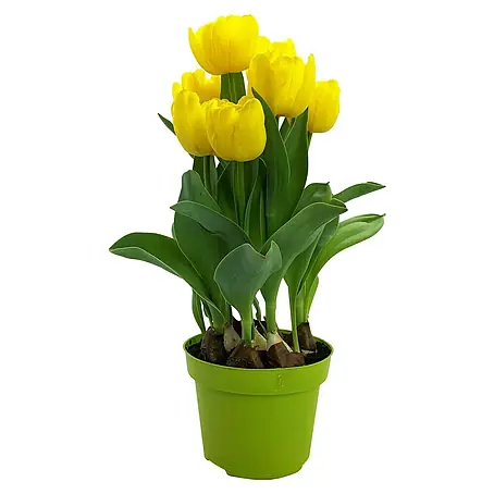 Piardino  Frühlingsblumenzwiebeln Tulpe 'Yellow Baby'