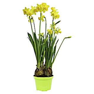 Piardino Frühlingsblumenzwiebeln (Narcissus pseudonarcissus 'Tête-à-Tête', 9 cm)