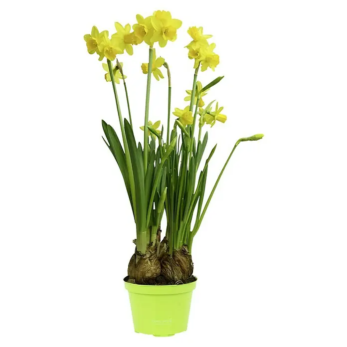 Piardino Frühlingsblumenzwiebeln Narzisse - Narcissus pseudonarcissus 'Tête-à-Tête' - Ein Topf mit strahlend gelben Osterglocken in voller Blüte, mit grünen Blättern und sichtbaren Zwiebeln in einem hellgrünen Topf.