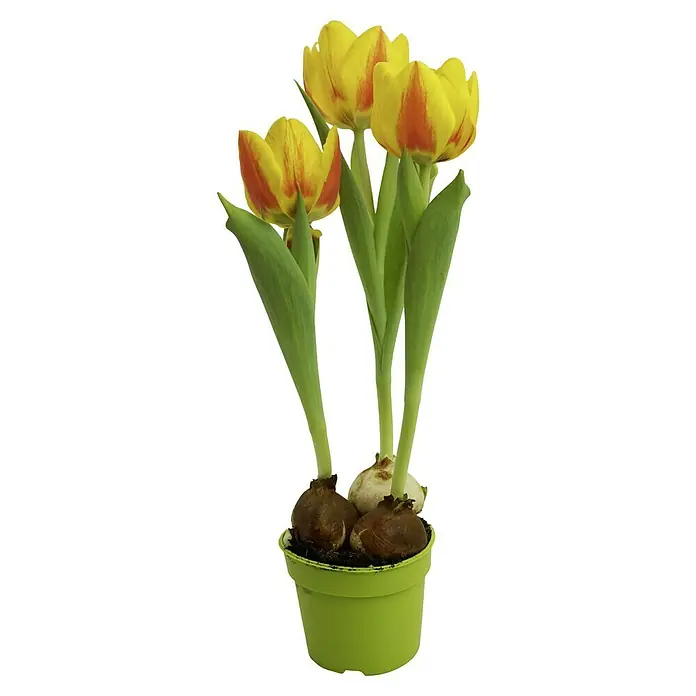 Piardino Frühlingsblumenzwiebeln Tulpe Flair - Tulipa Hybride, Topfgröße: 9 cm - Ein Topf mit drei gelb-roten Tulpen, die aus Zwiebeln in einem hellgrünen Topf wachsen. Dekorative Zimmerpflanze.