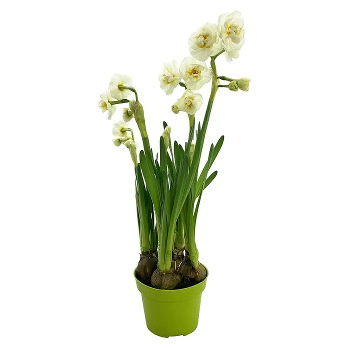 Piardino Frühlingsblumenzwiebeln Narzisse - Narcissus 'Bridal Crown' - Nahaufnahme von weißen Narzissen in einem hellgrünen Topf. Die Narzissen haben zarte Blütenblätter und grüne Stängel.