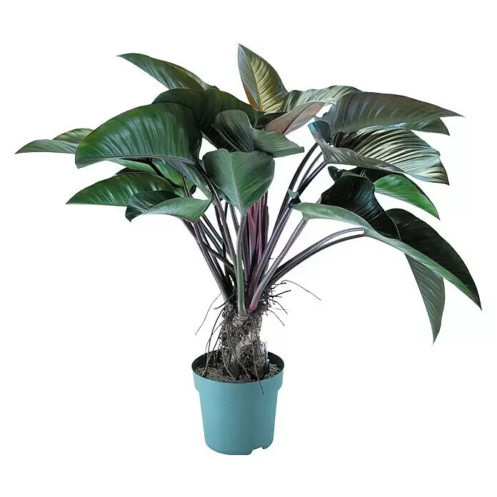 Piardino Baumfreund 'Red Beauty'Philodendron 'Red Beauty'