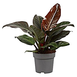 Piardino Baumfreund 'Imperial Red' (Philodendron 'Imperial Red', Topfgröße: 24 cm)