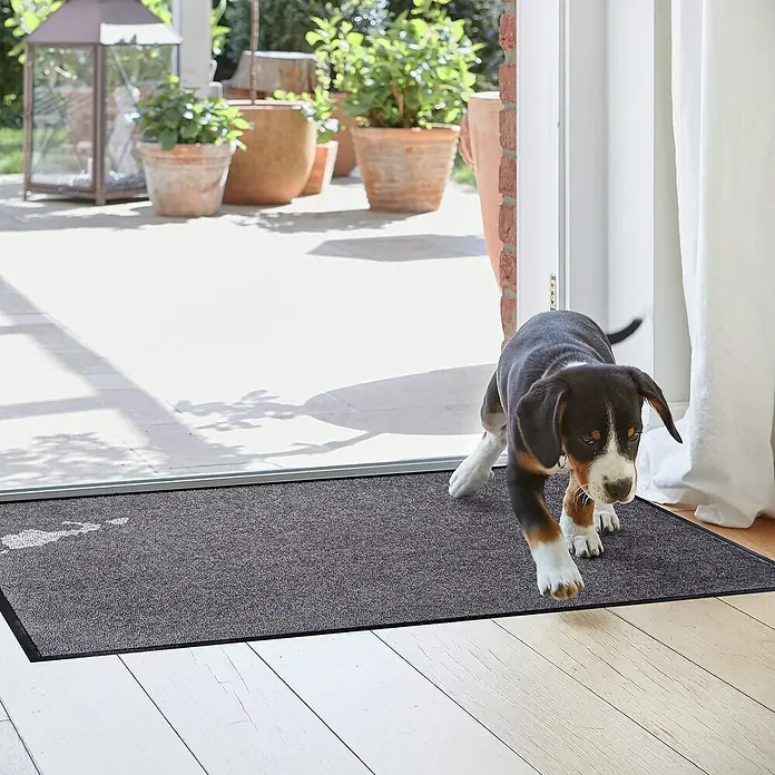 Astra Schmutzfangmatte Proper Tex - Grau, 60 x 180 cm, Material Nutzschicht: 100 % Polyamid - Hund auf grauer Fussmatte, die den Schmutz einfängt. Die ideale Fussmatte für Haustiere und schmutzige Schuhe, die Böden sauber hält.