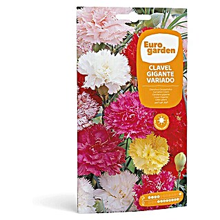 Euro Garden Semillas de flores Clavel Gigante variado (Época de floración: Marzo)