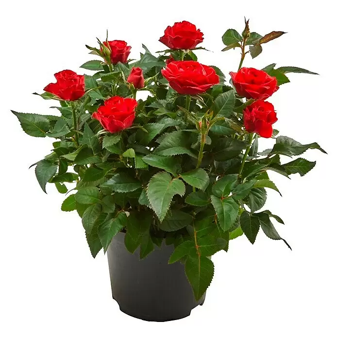 Piardino Topfrose PalaceRosa 'Palace', Topfgröße: 15 cm, Farbe je nach Sorte