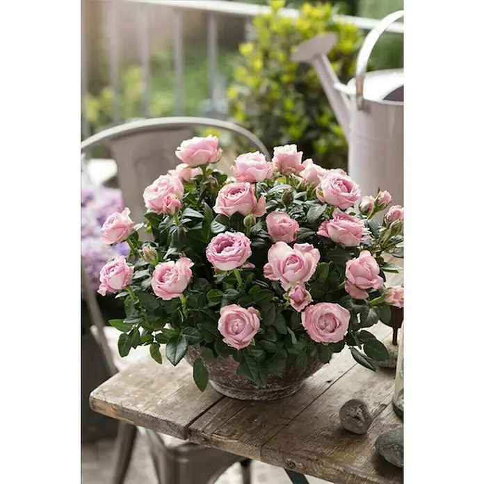 Piardino Topfrose PalaceRosa 'Palace', Topfgröße: 15 cm, Farbe je nach Sorte - Rosa Rosen in rustikalem Topf auf Holztisch. Perfekt für Balkon oder Terrasse, diese Rosen bringen einen Hauch von Farbe in jeden Außenbereich.