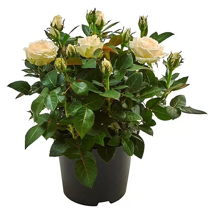 Piardino Topfrose PalaceRosa 'Palace', Topfgröße: 15 cm, Farbe je nach Sorte