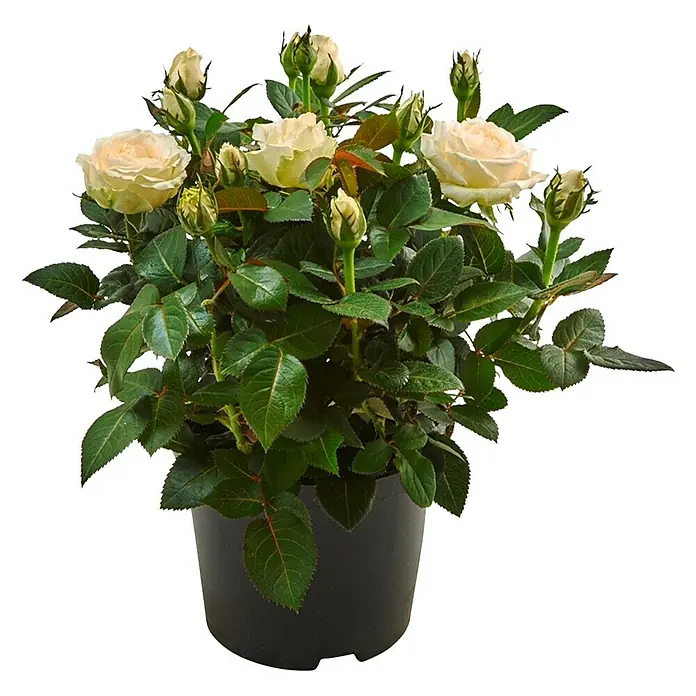 Piardino Rosa de tiesto - Rosa Palace, Tamaño de maceta: 15 cm, Color según variedad - Una planta en maceta con muchas hojas verdes y varias flores de rosas de color amarillo pálido, ideal para una mesa o regalo.