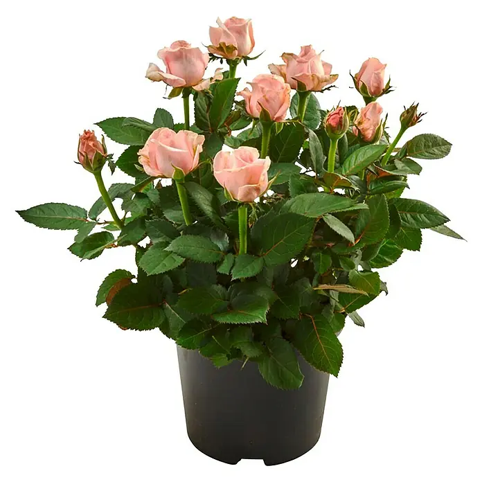Piardino Rosa de tiesto - Rosa Palace, Tamaño de maceta: 15 cm, Color según variedad - Maceta con flores de rosas rosadas, irradiando un encanto delicado y elegante, ideal como centro de mesa o regalo para los amantes de las flores.