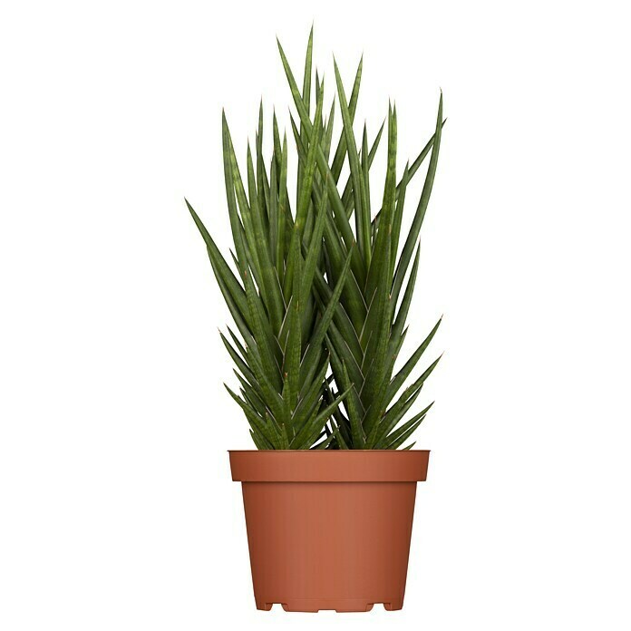 Piardino Bogenhanf 'Tough Lady' (Sansevieria 'Tough Lady', Topfgröße: 12 cm, Gelb-Grün) | BAUHAUS