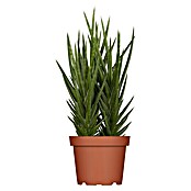 Piardino Bogenhanf 'Tough Lady' (Sansevieria 'Tough Lady', Topfgröße: 12 cm, Gelb-Grün) | BAUHAUS