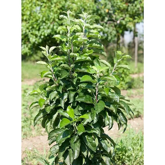 Manzano - Malus domestica, Tamaño de maceta: 22 cm, Cosecha: Septiembre - Primer plano de un joven manzano con hojas verdes en el jardín, prometiendo un crecimiento saludable y futuras cosechas.
