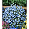 Lobelia (Lobelia erinus, Azul, Tamaño de maceta: 10 cm) | BAUHAUS