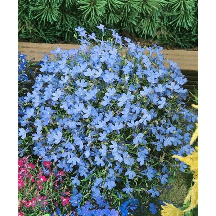 Lobelia - Lobelia erinus, Azul, Tamaño de maceta: 10 cm - Primer plano de una planta de lobelia azul con muchas flores pequeñas y hojas verdes.