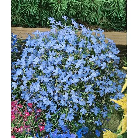 Lobelia