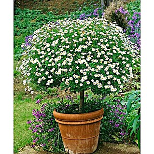 Margarita (Argyranthemum frutescens , Tamaño de maceta: 25 cm)